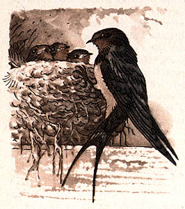 Vlatovka obecn, ilustrace