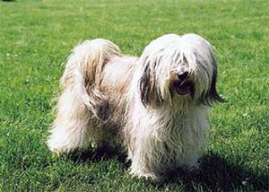 Plemena ps - Tibetsk terir