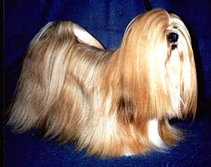 Plemena ps - Lhasa-Apso