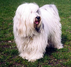 Plemena ps - Tibetsk terir
