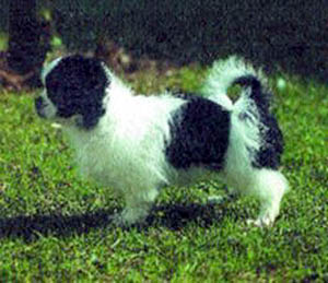 Plemena ps - Tibetsk panl