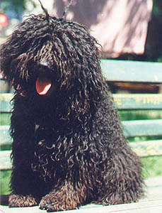 Plemena ps - Puli