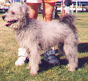 Plemena ps - Pumi