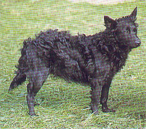 Plemena ps - Mudi