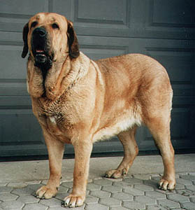 Plemena ps - panlsk mastin