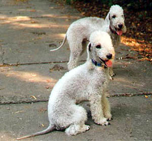 Plemena ps - Bedlington terrier