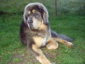 Plemena ps - Tibetsk doga