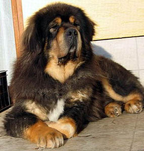 Plemena ps - Tibetsk doga