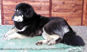 Plemena ps - Tibetsk doga