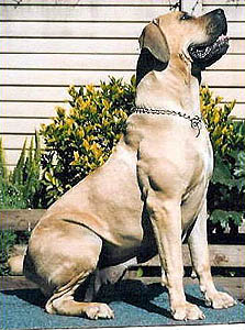 Plemena ps - Boerboel