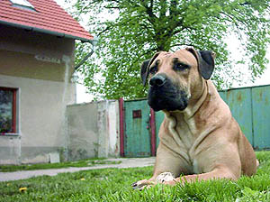 Plemena ps - Boerboel
