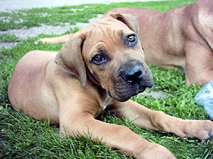 Plemena ps - Boerboel