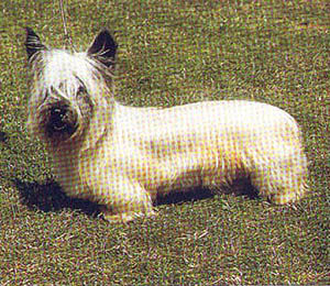 Plemena ps - Skye terrier