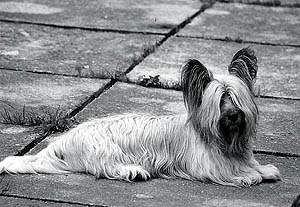 Plemena ps - Skye terrier