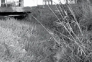 Keme 2005, itn potoka v Chlumu