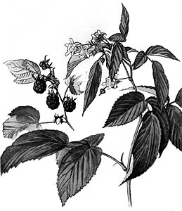 Malink, ilustrace
