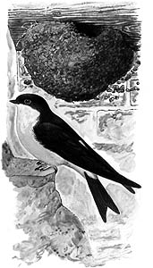 Jiika obecn, ilustrace