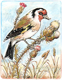 Stehlk, ilustrace