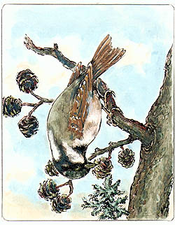 Skora helnek, ilustrace