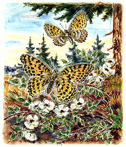 Perleovec stbropsek (Orgynnis paphia), ilustrace