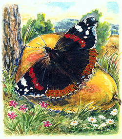 Baboka admirl (Venessa atalanta), ilustrace