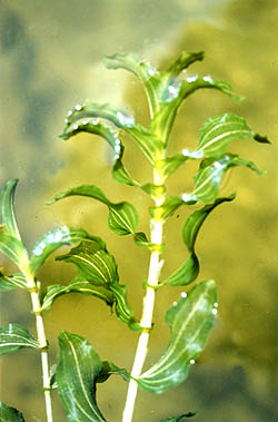 Rdest prorostl, Potamogeton perfoliatus, foto: RNDr. Alena Vydrov