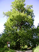 Tsov - Gedenklinde in der Nhe des keltischen Oppidums, Foto: Jan K