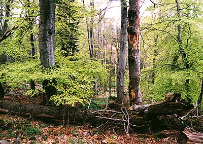 Landschaftsschutzgebiet Blansk les (Blansker Wald), Jaronnsk buina (Jaronner Buchenwald)