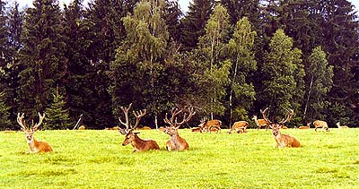 Jelen obora v Ztoni, foto: Lubor Mrzek
