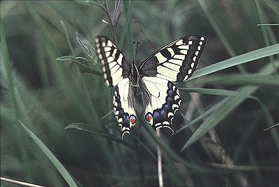 Otakrek fenyklov